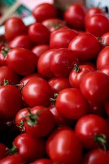 Tomate colhido
