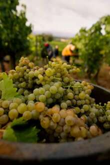 Produtores criam associação para apoiar transição da viticultura regenerativa em Portugal