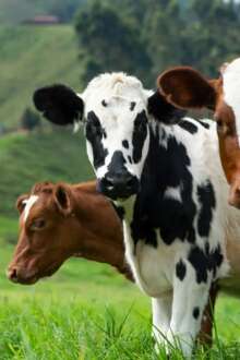 Vacas a olhar a câmara