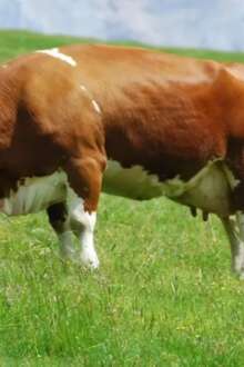 Açores investe 10,4 ME na modernização da agricultura