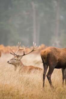 Câmara da Nazaré quer controlar excesso de veados e criar um parque didático