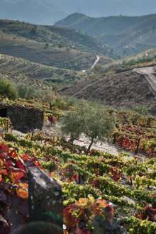 Setor vitivinícola espera atingir 1.000 ME em exportações já em 2026