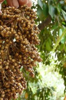 Mão a segurar grãos de sorgo