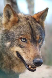 Projeto “Lua cheia da terra” realça o lobo-ibérico