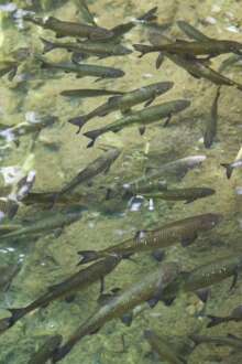 Peixes Migradores