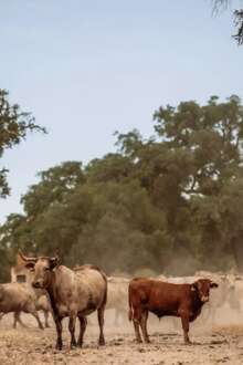 Companhia das Lezírias recebe certificação ambiental que destaca balanço positivo de carbono