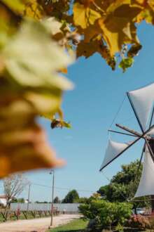 Festival dos Moinhos