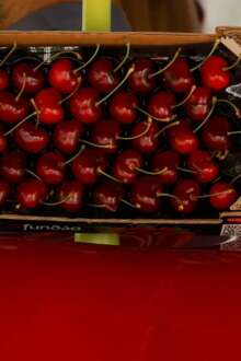 Primeiras cerejas do Fundão leiloadas por 820 euros para dar início à campanha deste ano