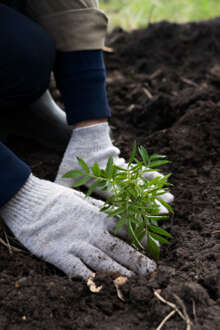 Tribunal europeu condena Portugal a pagar 10 milhões por falhas na proteção da natureza