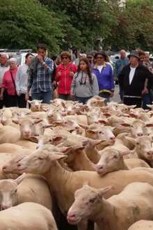Grande Rota da Transumância arrancou com desfile de ovelhas em Castelo Branco