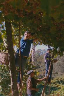 De Gente & De Vinha | A Vinha de Enforcado nos Vinhos Verdes