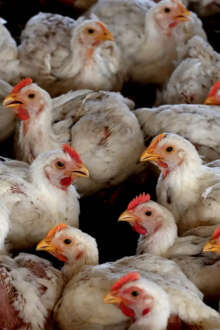 Gripe das aves dispara na Europa e leva a pedido de vigilância reforçada e ação coordenada