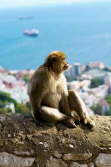 Macacos aprenderam que comer terra ajuda digestão de ‘comida de plástico’ dos turistas