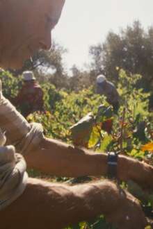 De Gente & De Vinha | O Vinho Medieval de Ourém - Herança Monástica Ainda Viva