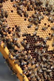 Colmeia de abelhas