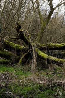 Privados vão ter vales para limpeza da floresta 