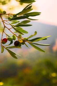 Produção moderna e pouca notoriedade: setor do azeite debate desafios em Moura