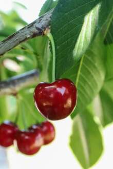 Cerejas