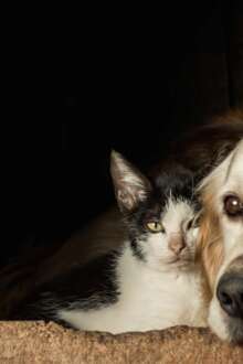 Lisboa promove campanha com guia para atuar e prevenir maus-tratos a animais