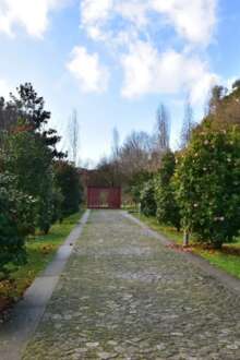A flor símbolo do Porto ganhou um roteiro próprio pela cidade