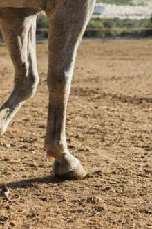 Governo discorda da proibição do uso de animais de tração nos Açores