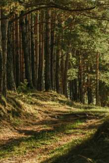 600 mil árvores plantadas até fevereiro na serra algarvia pela Renature Monchique