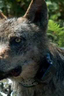 Lobo-ibérico.