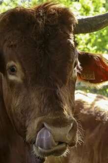 Bovino entre árvores.