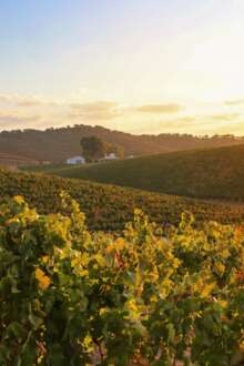 Este projeto de Guimarães quer ajudar agricultores a antecipar riscos com inteligência artificial