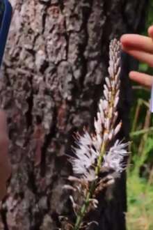 Como as plantas da serra da Gardunha podem gerar novos negócios