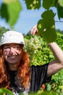 Mulher agricultora entre as videiras com um cacho de uvas brancas na mão.