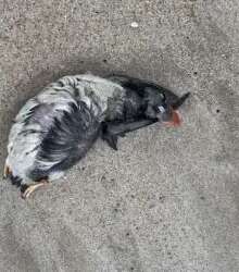 Depressão Kristin deixa várias aves marinhas sem vida na praia de Sesimbra