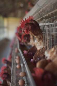 Gripe das aves leva Comissão Europeia a apertar medidas