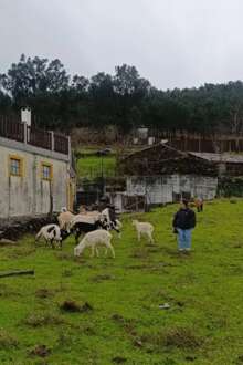 Na aldeia de Aigra Nova, há um rebanho comunitário para prevenir incêndios