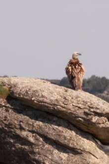 Imagem de abutre-negro em cima de uma rocha
