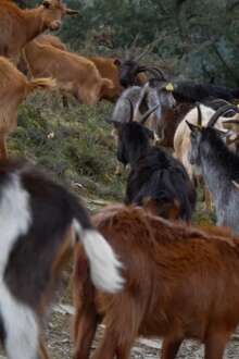 A aldeia das cabras: o rebanho comunitário de Covas do Monte
