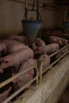 Suinocultores de Leiria lutam para salvar animais depois da destruição da tempestade