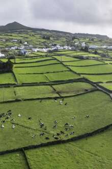 Paisagem de campos na Ilha Terceira.