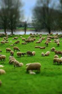 Fertilizantes, material para contenção de solos e painéis de isolamento: o futuro da lã pode ir muito além da produção de tecidos