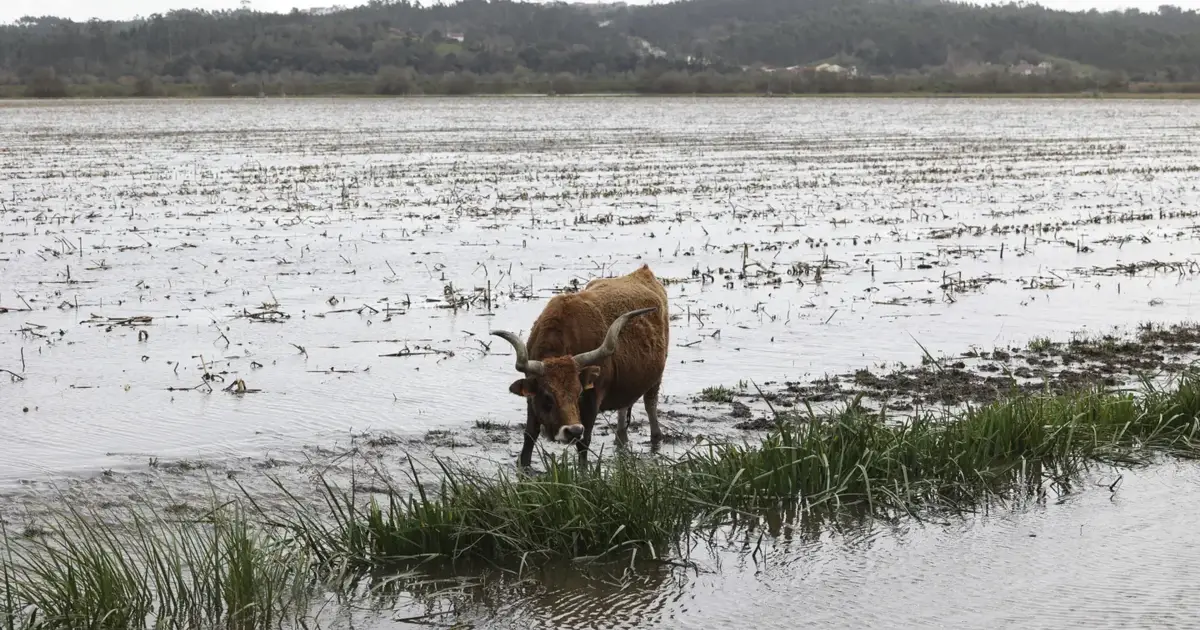 Portugal to receive 30 million euros from Brussels to support farmers
