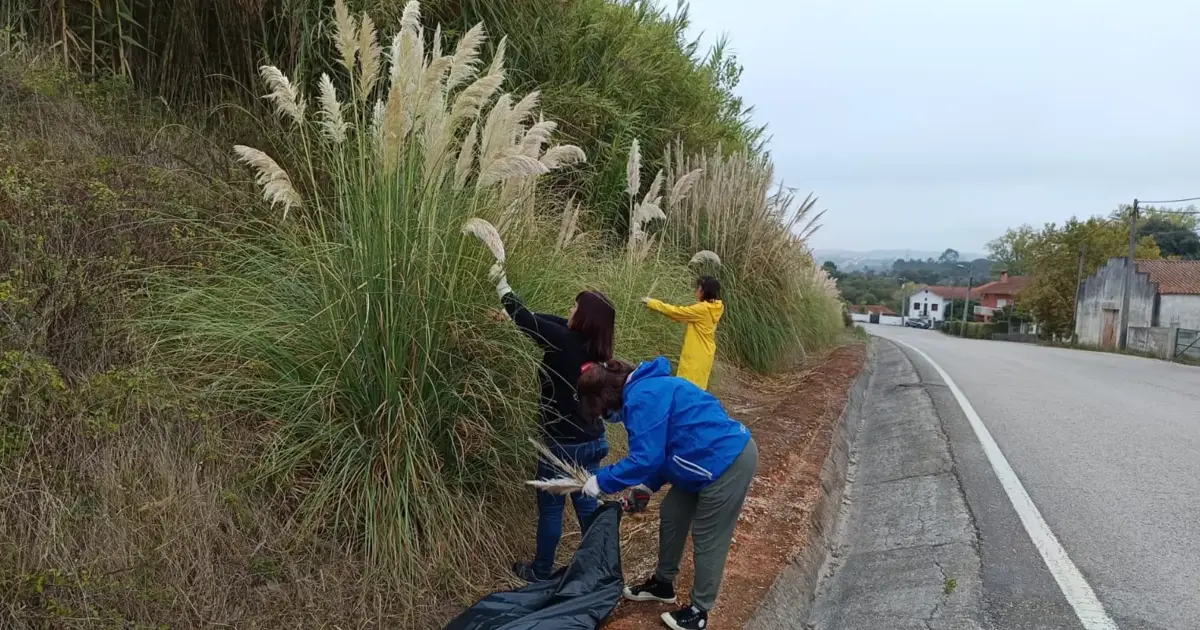 There are invasive species so present in Portugal that many people believe they have "always been part of the landscape"