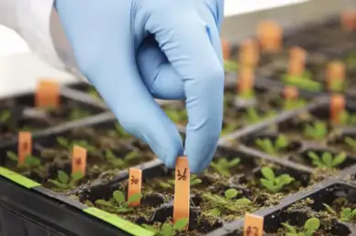 União Europeia pode aprovar cultivo de plantas geneticamente editadas