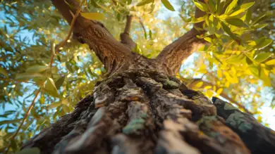 Governo aprova corte de mais de 9.000 sobreiros e azinheiras em dois meses