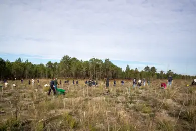 Seixal celebra Dia da Árvore e das Florestas com quatro dias de atividades e plantação de 400 exemplares 