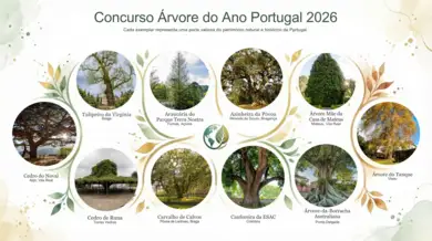 Árvores candidatas Tree of the Year