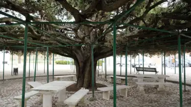 Torres Vedras vence Árvore do Ano